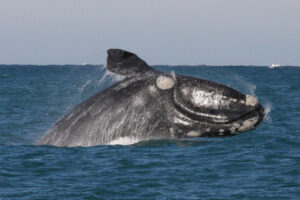 Día Nacional de la Ballena Franca Austral: la importancia de compartir el espacio con respeto