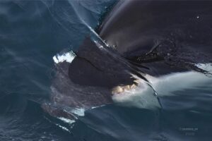 Otro ataque de orcas a un ballenato: esta vez en Puerto Pirámides