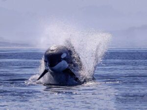 Los hábitos de caza de las orcas y los ataques a ballenatos en el Golfo Nuevo