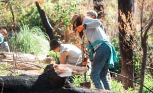 Chubut plantó 20.000 coihues en Río Turbio para restaurar el bosque nativo
