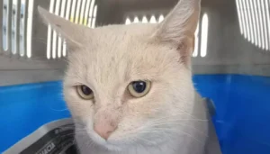 Dejaron a un gato dentro de una bolsa en la reja de Zoonosis en una mañana helada
