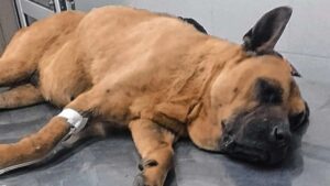 Alerta en Playa Unión: denuncian nuevos casos de perros envenenados