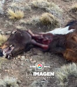 Luces extrañas y caballos mutilados: el misterio que sacude a Río Mayo