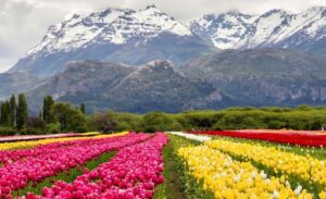 Trevelin se prepara para la temporada 2026 de Tulipanes Patagonia
